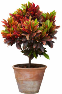 Croton plant need misting