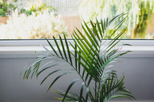 Indoor Palm Trees need misting