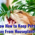 how to keep pets away from houseplants