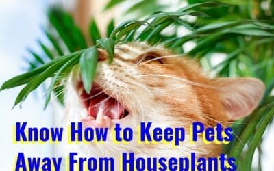 how to keep pets away from houseplants