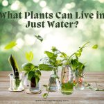 Title-What Plants Can Live in Just Water