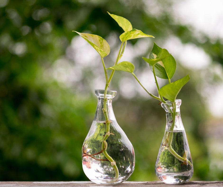 What Plants Can Live in Just Water?, A glass jar with a few plant cuttings in water, propagating plants