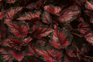 begonia need misting