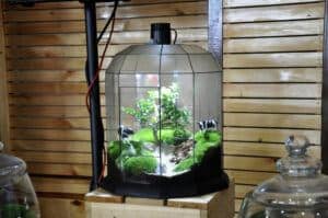 are terrariums easy to care for