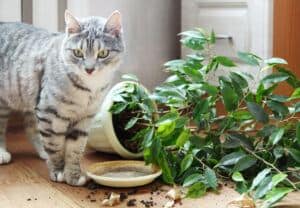 how to keep pets away from houseplants