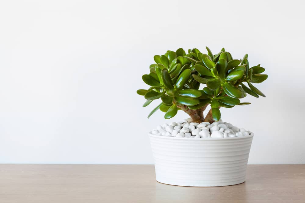 String of Bananas propagating houseplant from cuttings