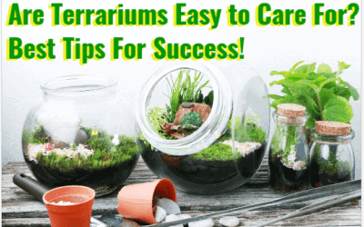 are terrariums easy to care for