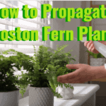 how to propagate boston fern plants