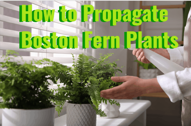 how to propagate boston fern plants