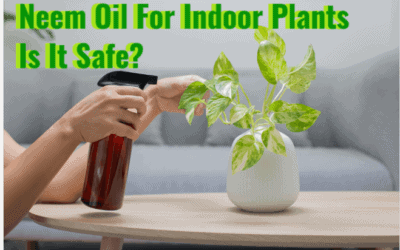 neem oil for indoor plants