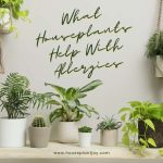 Title-What Houseplants Help With Allergies