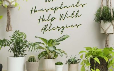 Title-What Houseplants Help With Allergies