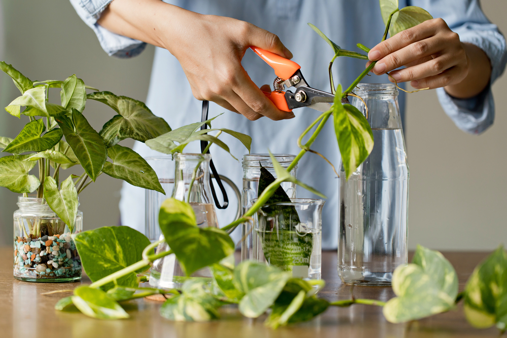 plant propagation, A sharp knife cutting a plant cutting for water propagation