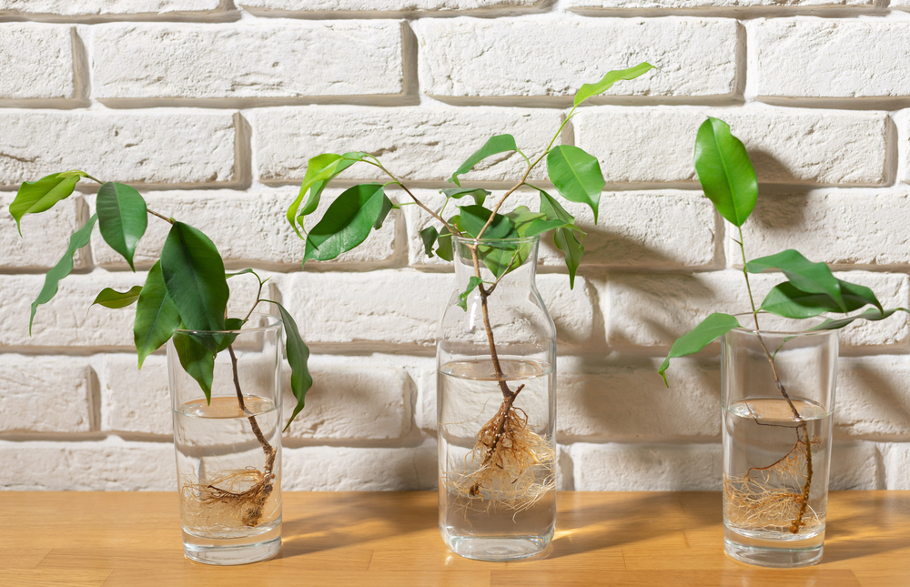 A glass jar with a few plant cuttings in water, propagating plants