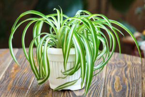 spider plant care guide