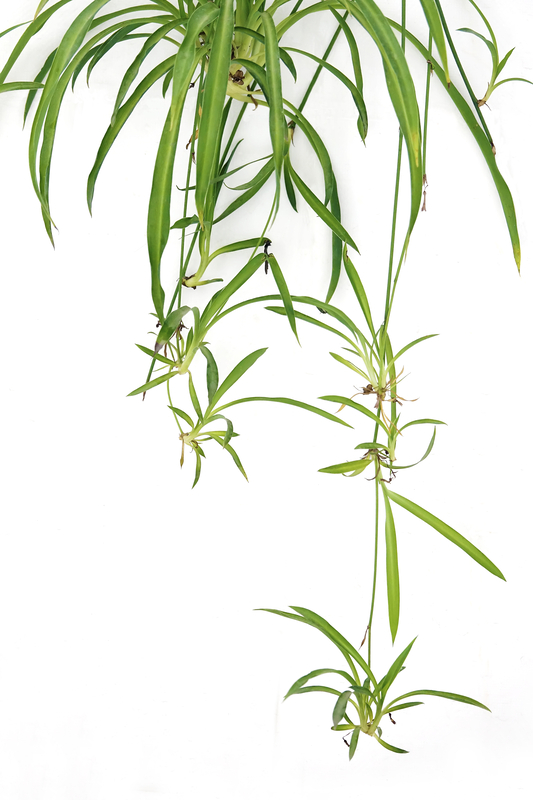 spider plant care guide propagation