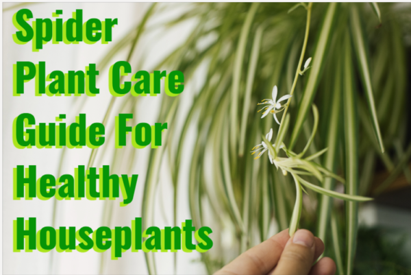 spider plant care guide