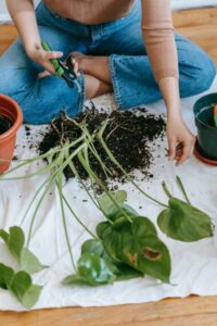 preparing the plants for cuttings