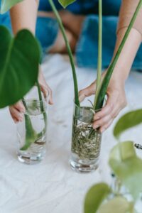 propagating plant in water