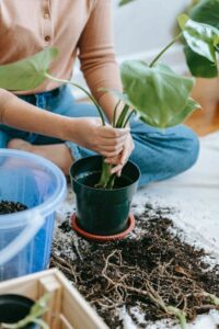 soil propagation