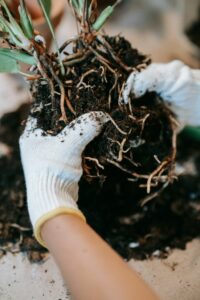 monitor the roots of the propagated plants