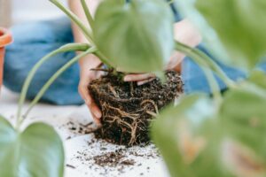 transplant the propagated plant