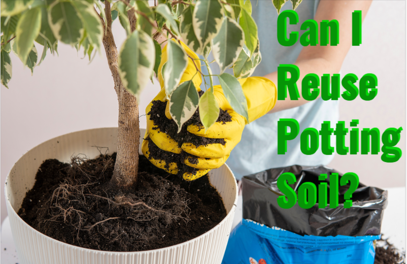 can i reuse potting soil