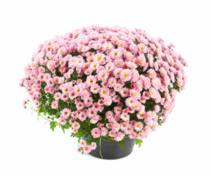 Chrysanthemum repelling plant