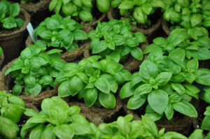 basil repelling plant