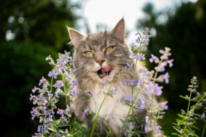 catnip affecting cat