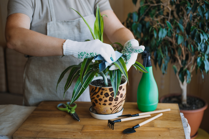 houseplant care tips