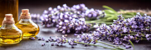 lavender repelling plant