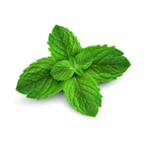 mint repelling plants