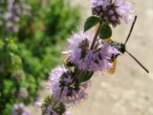 pennyroyal repelling plant