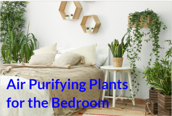 Air Purifying Plants for the Bedroom - HouseplantJoy.com