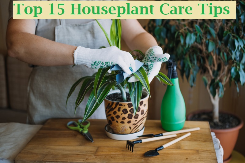 houseplant care tips