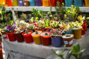 Colorful Succulent Assortment