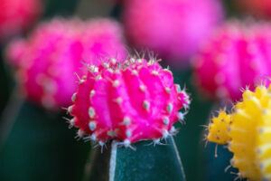 Desert Gems by Costa Farms a colorful cactus plant