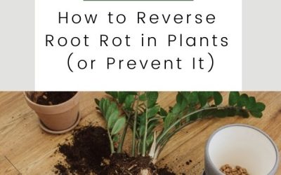 How to Reverse Root Rot in Plants (or Prevent It)