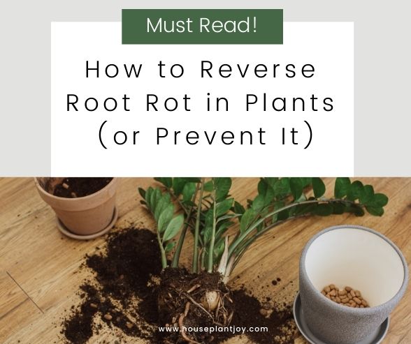 How to Reverse Root Rot in Plants (or Prevent It)