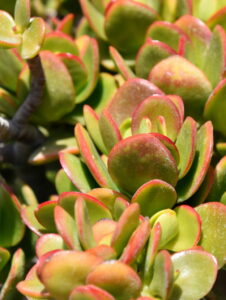 Kalanchoe luciae 