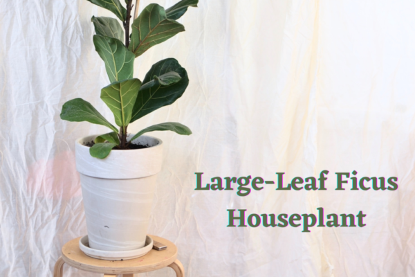 Large-Leaf Ficus Houseplant