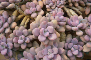 Moonstones Pachyphytum Pink Succulent