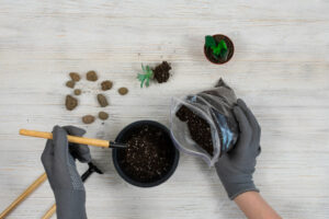 cactus to be planted on ziplock