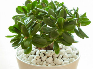 Jade Plant succulents indoors