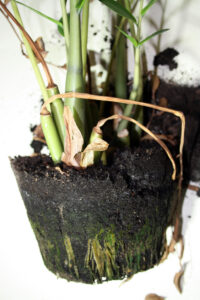 how to reverse root rot