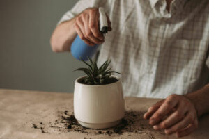 watering succulent