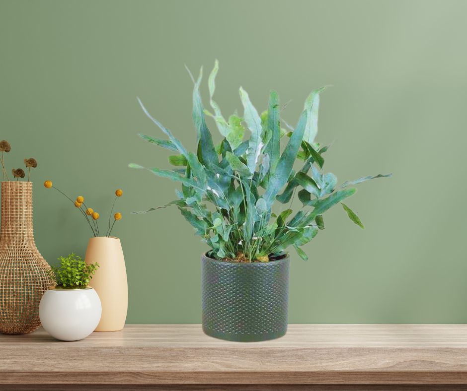 Indoor Ferns, Blue Star Fern Houseplant 