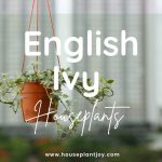 Title-English Ivy Houseplants