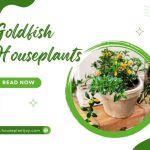 Title-Goldfish Houseplants